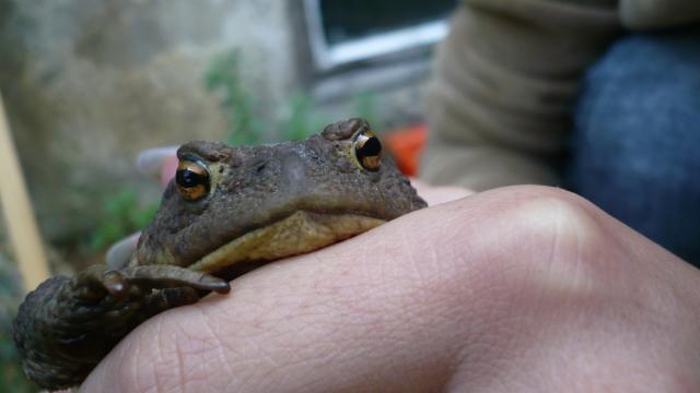 Bufo bufo 