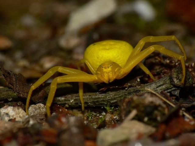 krabvoris
