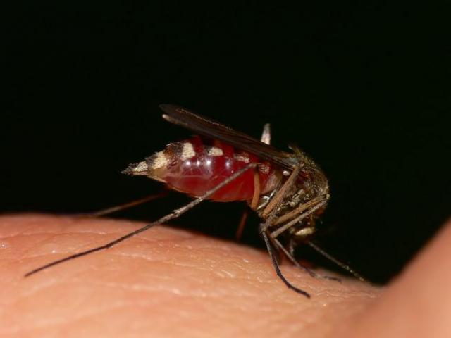 Uodas