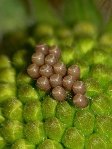 drugelio kiausineliai