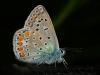 p1100748_filtered_t1.jpg