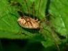 p1100761_filtered_t1.jpg