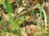 p1180550_t1.jpg