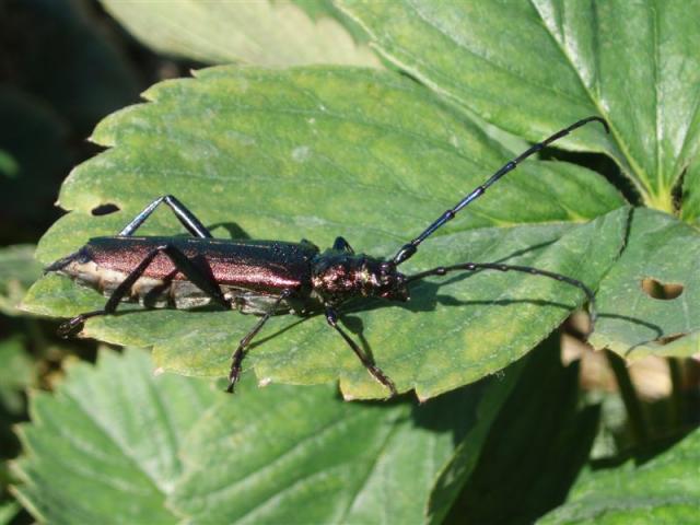 Vabalius