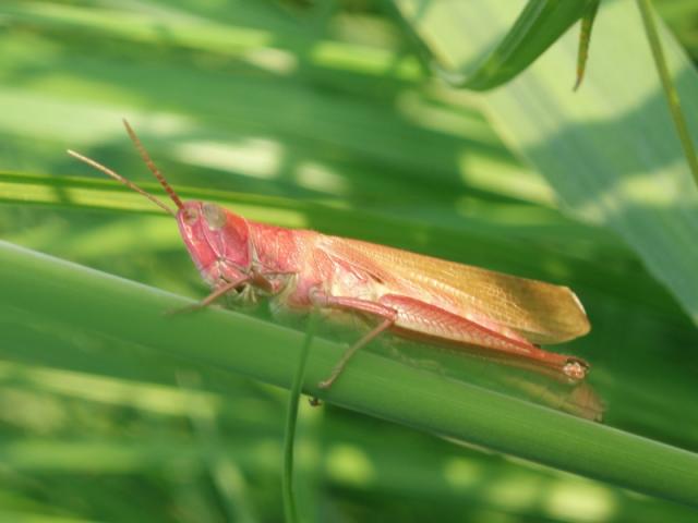 Skėrys