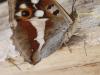 p7100016_t1.jpg