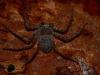 philodromus_t1.jpg