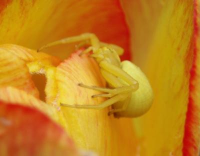 Misumena vatia 1