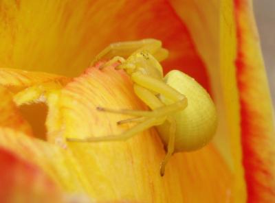Misumena vatia 3