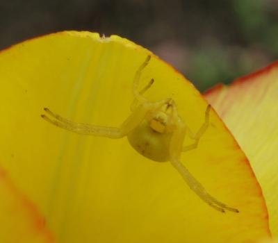 Misumena vatia 4