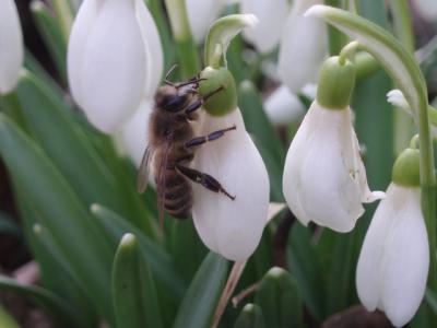 Btinas