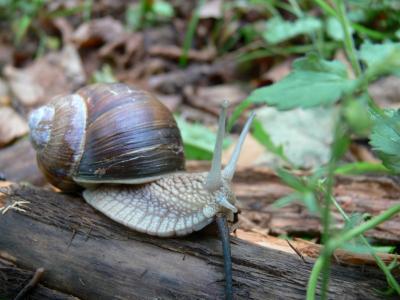 Helix pomatia