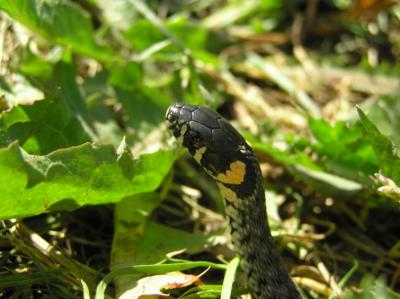 Natrix natrix