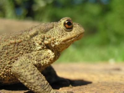 Bufo bufo