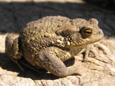Bufo bufo 2