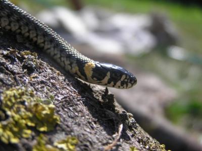 Natrix natrix 2