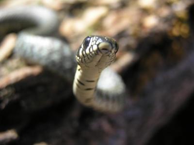 Natrix natrix 3