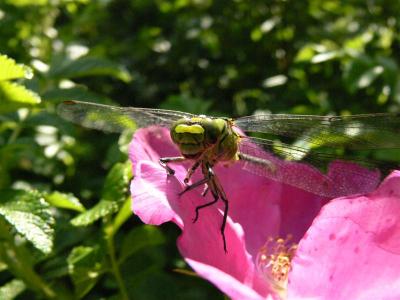 Odonata