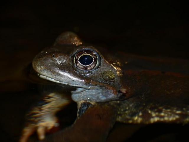 Pievine varle (Rana temporaria)