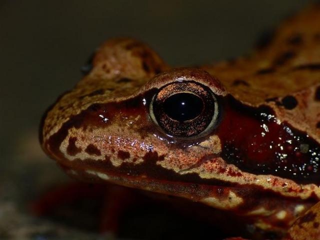 Pievine varle (Rana temporaria)