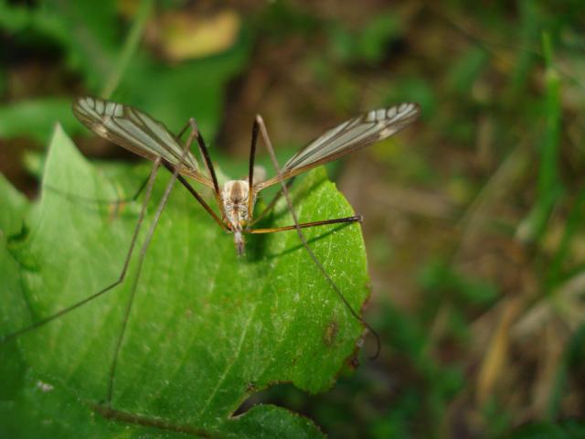 Pisuoklis