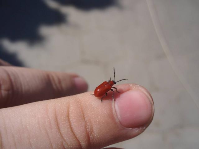 Vabalas :]