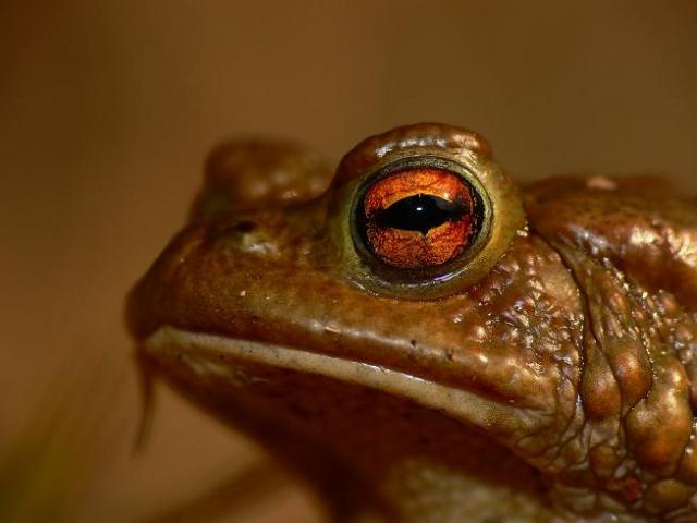 Paprastoji rupuze (Bufo bufo)