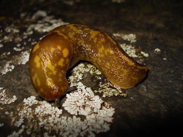 Sliuzas