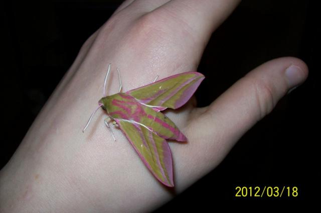 Deilephila Porcellus 