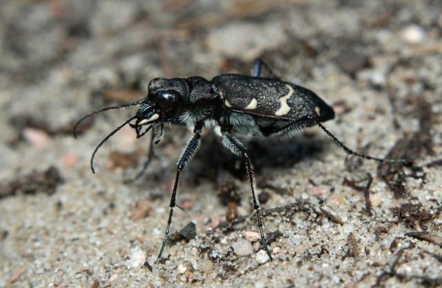 Miškinis šoklys (Cicindela sylvatica)