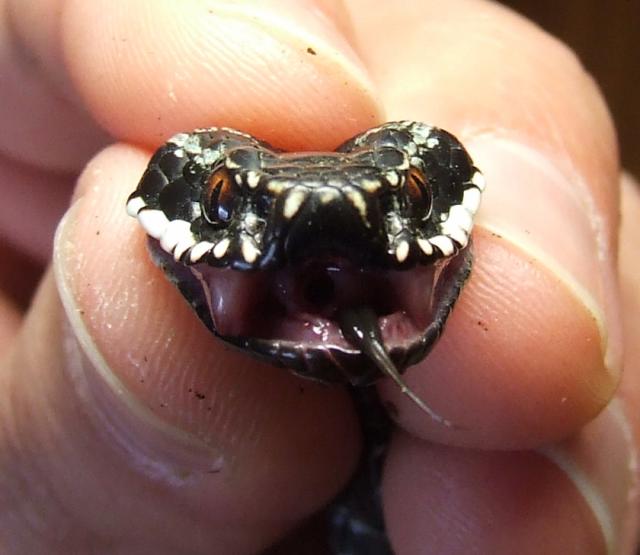Vipera berus
