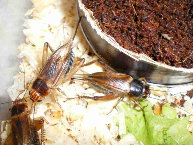 svirpliai