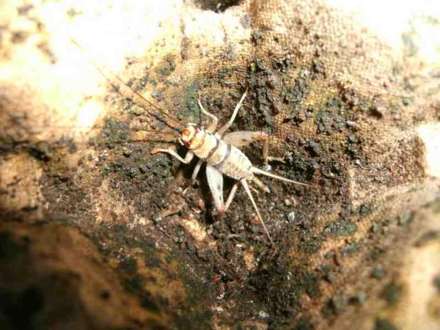 Svirplys