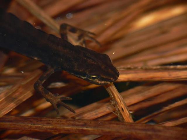 Paprastasis tritonas (Triturus vulgaris)