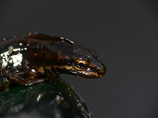 Paprastasis tritonas (Triturus vulgaris)