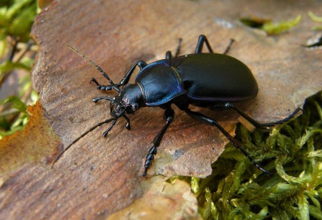 Carabus violaceus