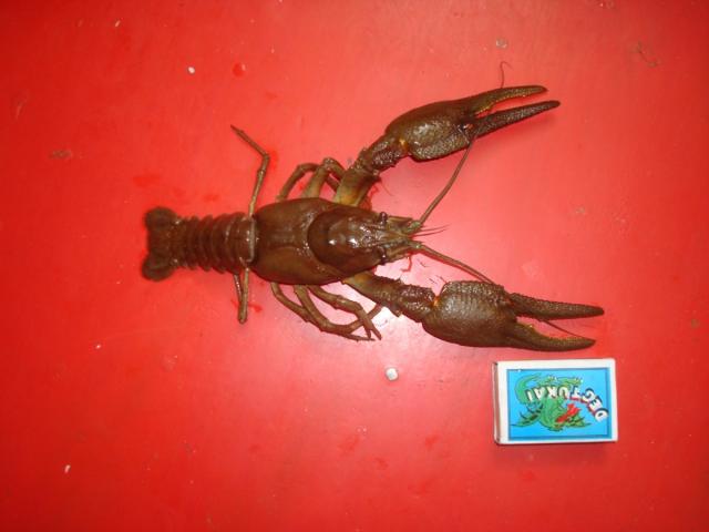 Astacus astacus L.