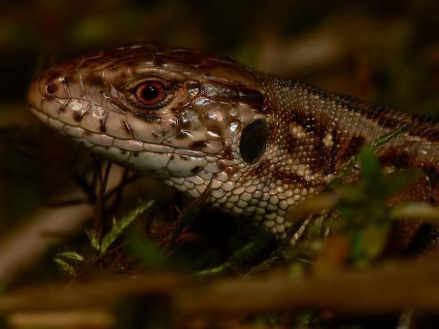 Vikrusis driezas (Lacerta agilis)