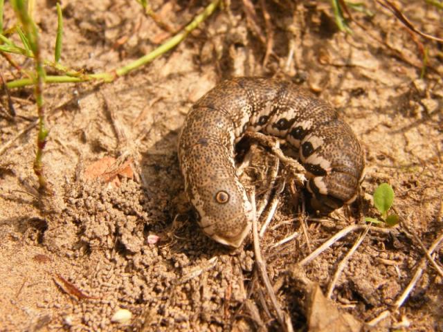 Proserpinus proserpina vikšras