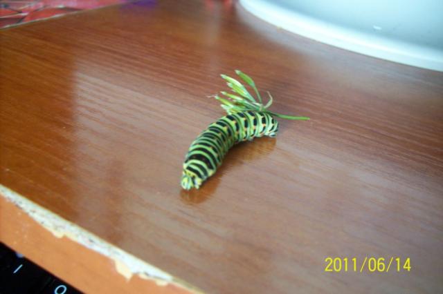 Papilio machaon