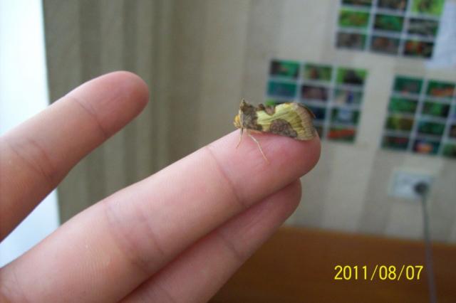Diachrysia chrysitis