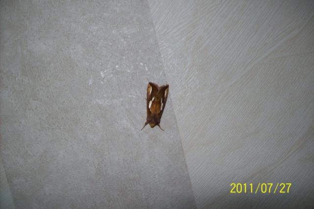 nezinomas