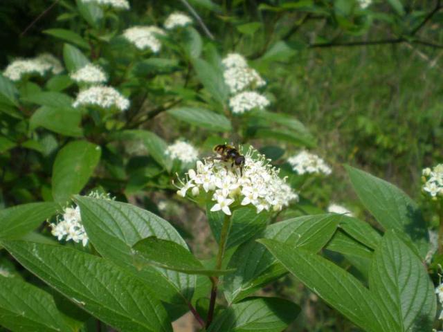 Syrphidae Spp.