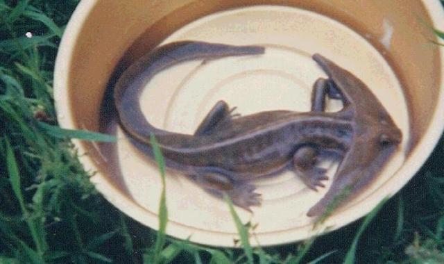 Diplocaulus