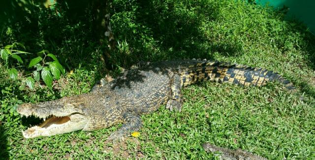 Crocodylus porosus