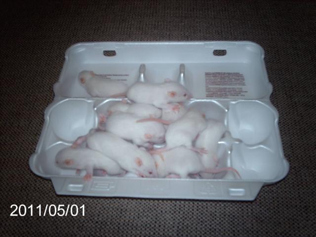 Albinosai