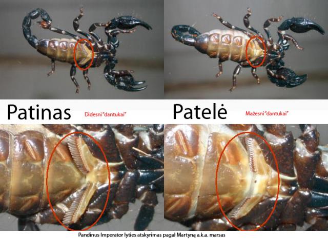 P. imperator lyties nustatymas
