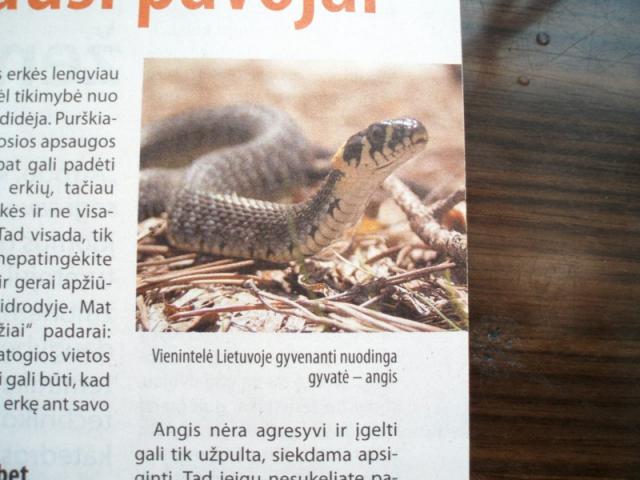Nesąmonės