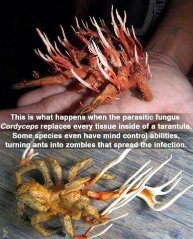 Parazitas