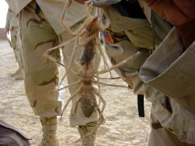 Camel spiders